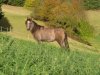 Yaâla Al Mansour in unserem Pferdetal in der Herbstsonne, Besitzer u. eingesendet von Tina Beissel