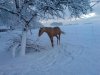 Berber Sahelia im Schnee, Besitzer und eingesendet: Nicole Maas