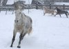 Larkia im Winter Gestuet Au Crin Argente Urs Metthez