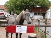 Randjah Al Mansour - Wegweiser zum Vortrag beim Sommerfest in Reckerode - Besitzerin u. Einsenderin Wiebke  Kuhlenkamp