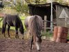 Yamina und Yousra Fal el Khair an einem wunderschoenen Herbsttag - eingesendet von Kathrin Gomann 